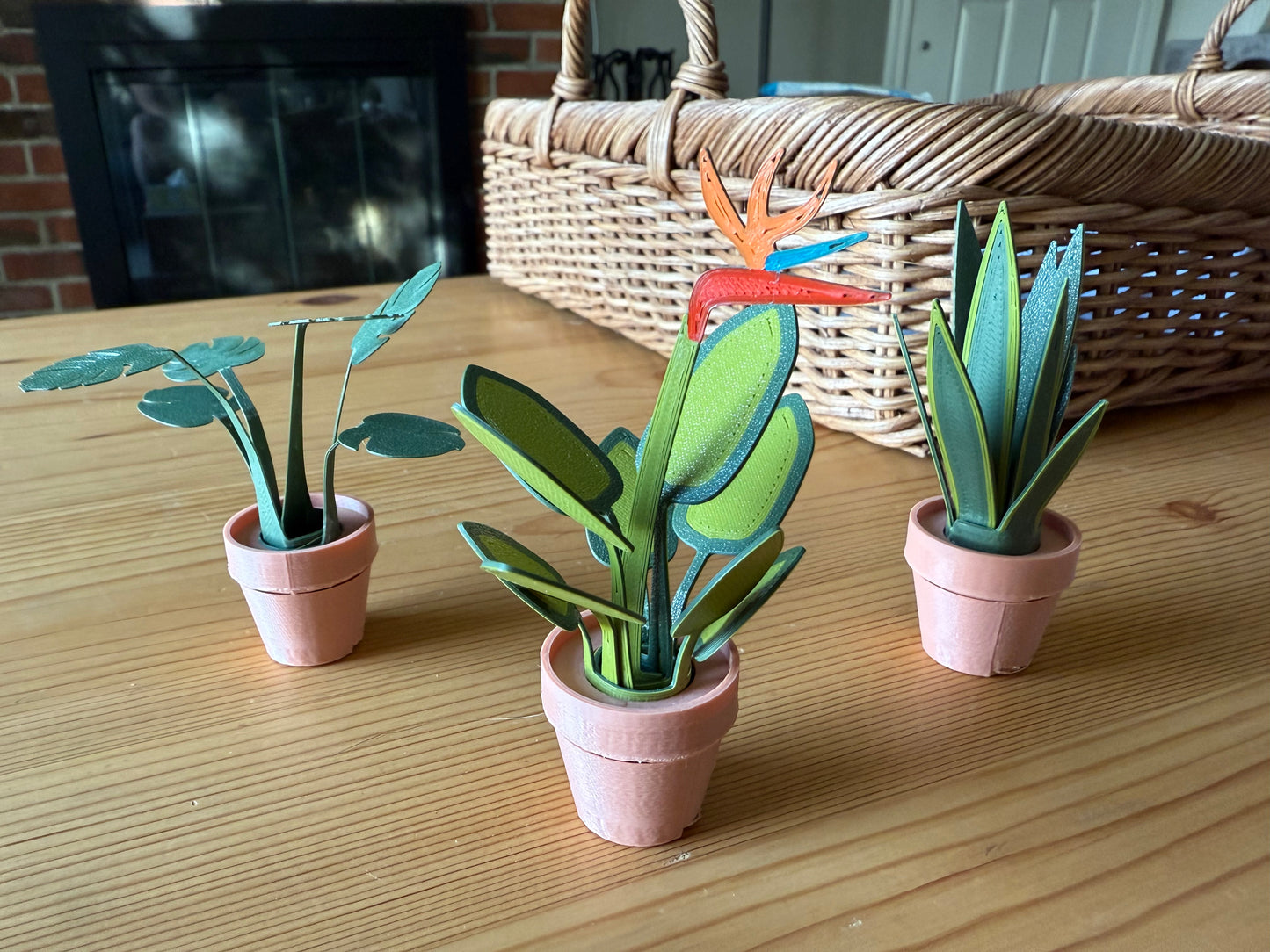 Bird of Paradise Fidget Foliage