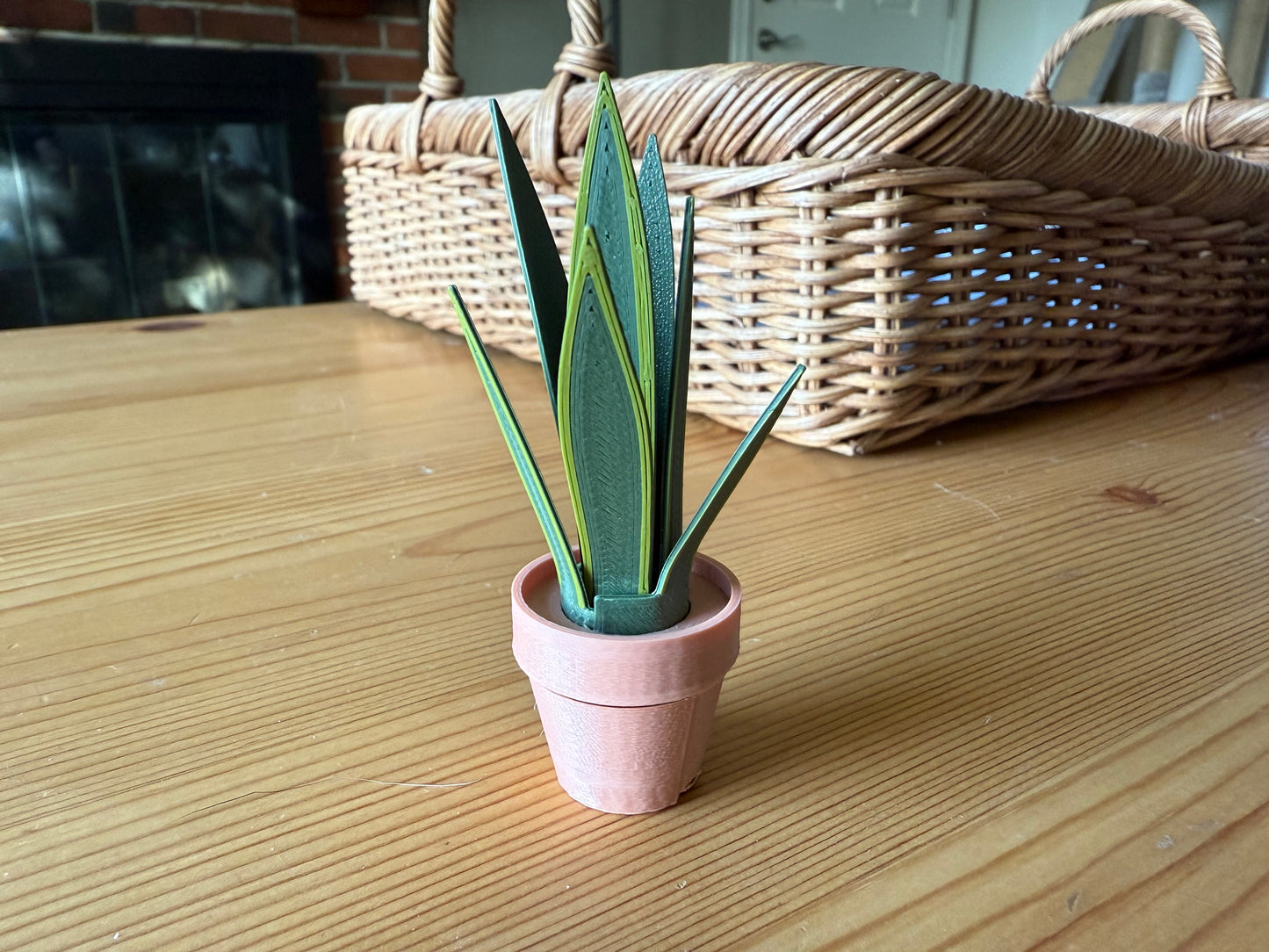 Snake Plant Fidget Foliage