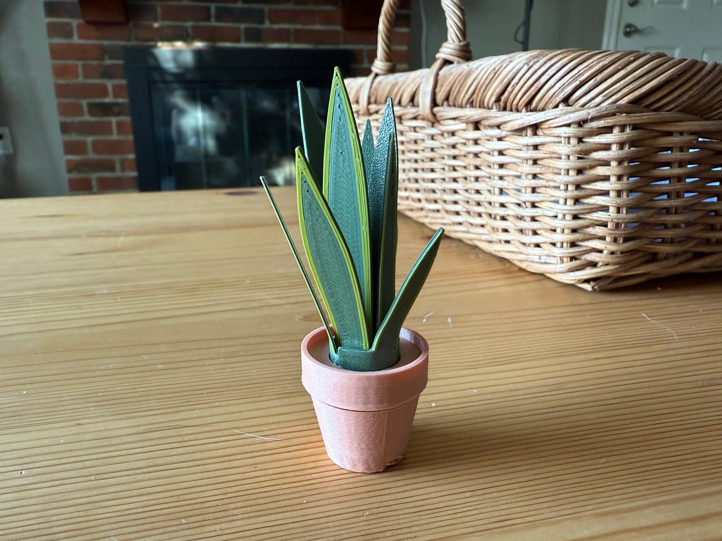 Snake Plant Fidget Foliage