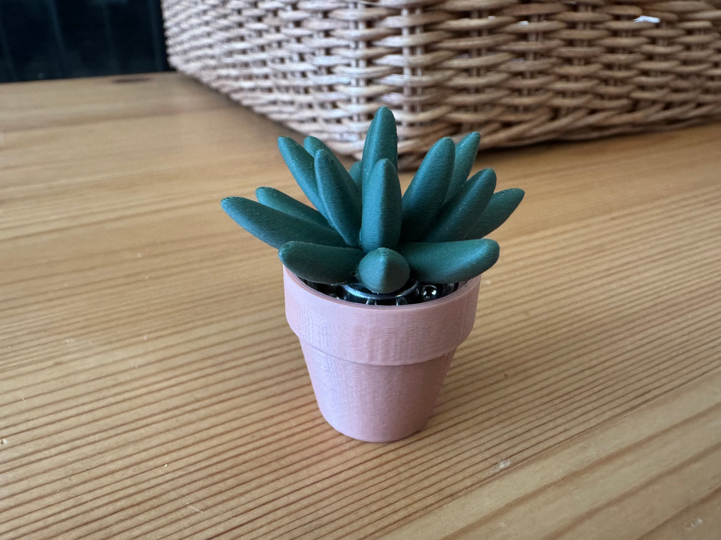 Senecio Radicans Spinny Succulent