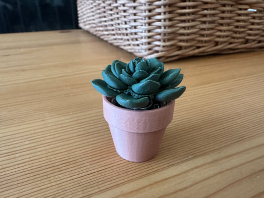 Echeveria Spinny Succulent