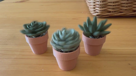 Spinny Succulents Set